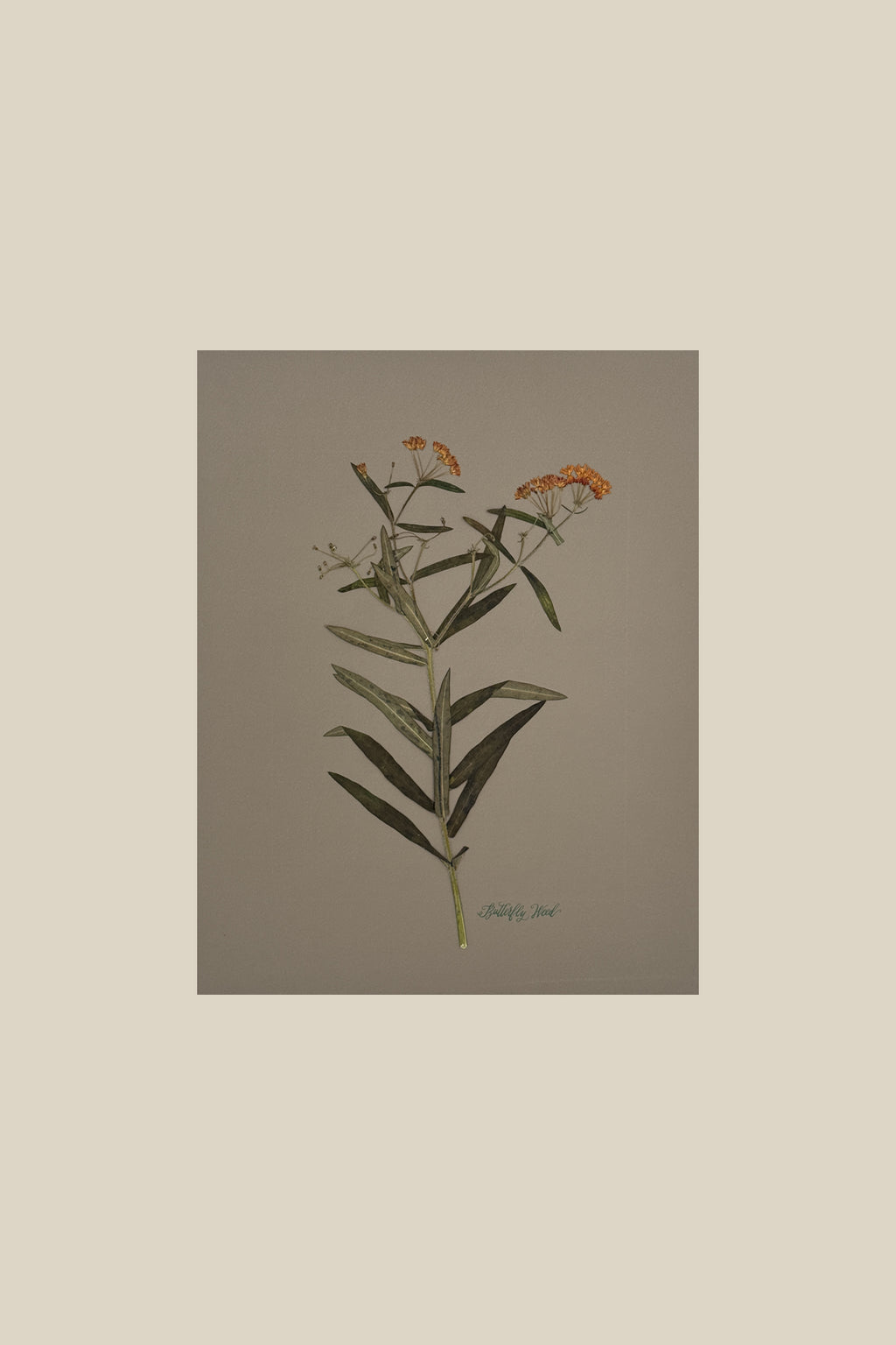 Butterfly Weed on Gray