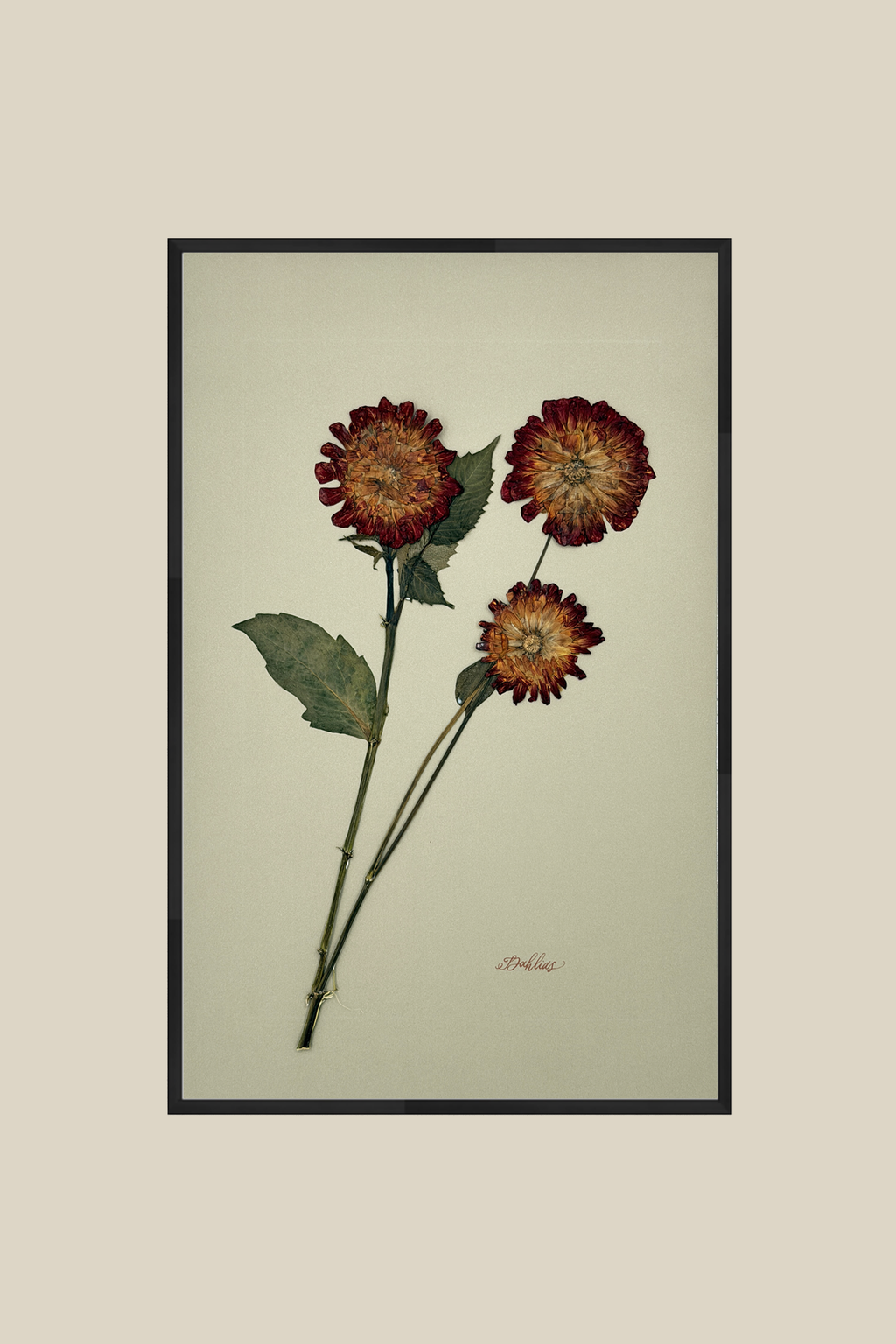 Dahlias on Khaki