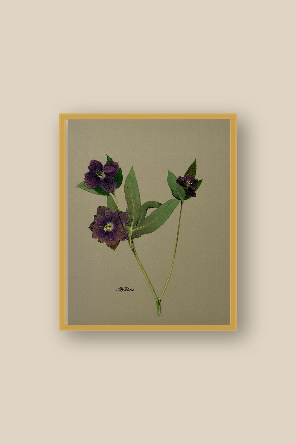 Hellebore on Khaki Framed