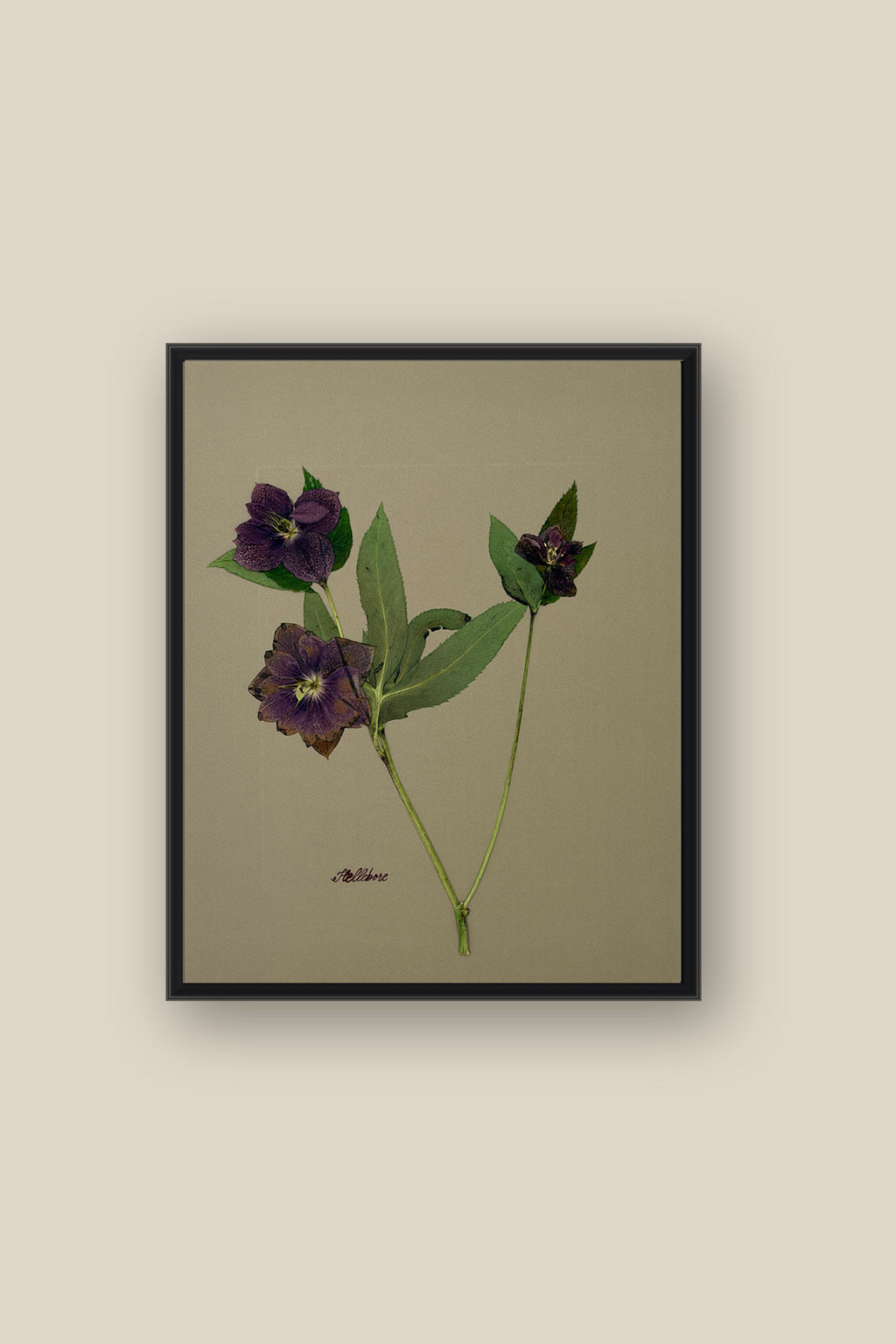Hellebore on Khaki Framed