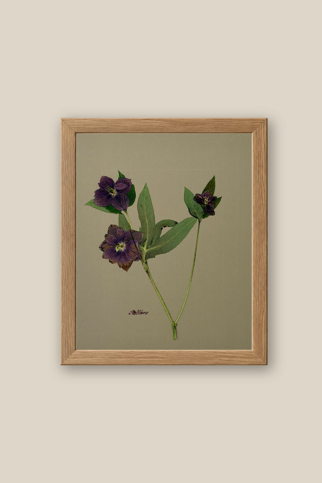 Hellebore on Khaki Framed