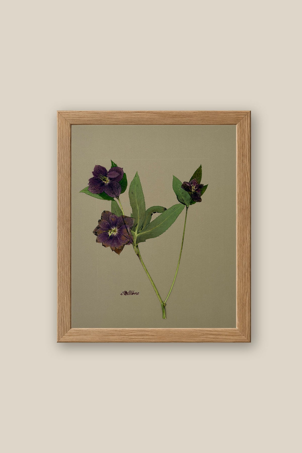 Hellebore on Khaki Framed