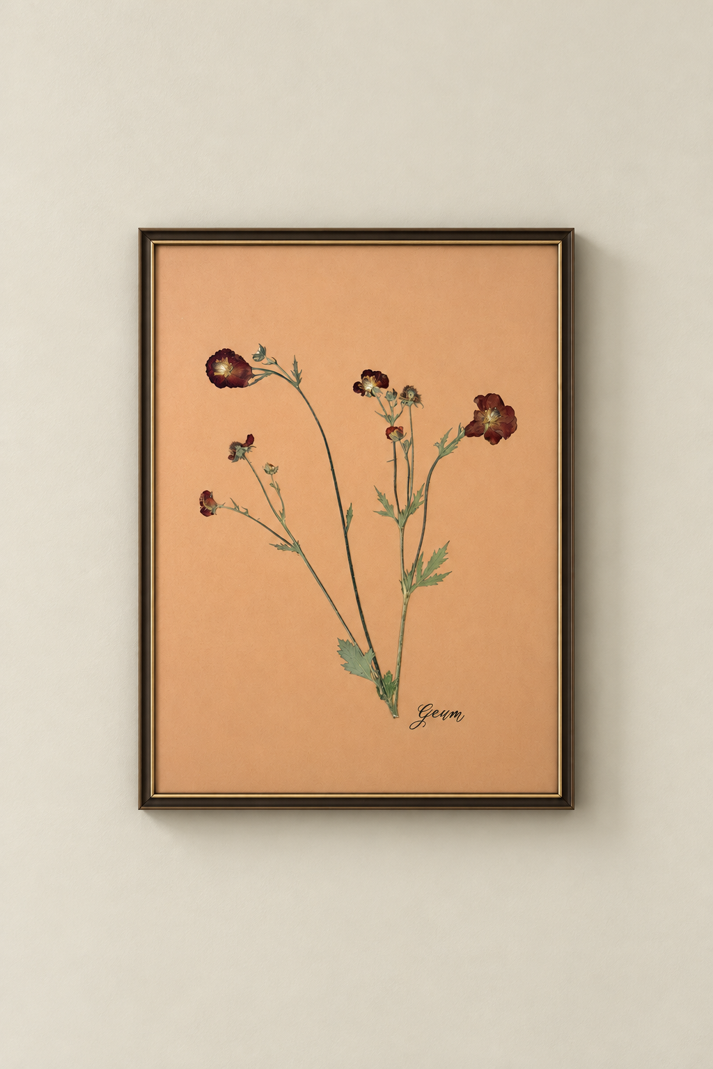 Geum 2 Framed