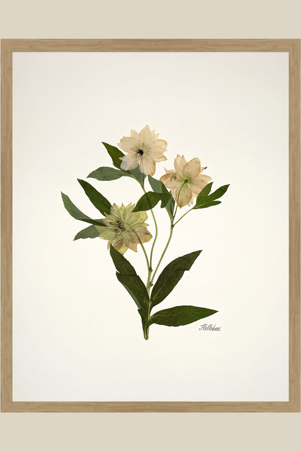 Hellebore Trio on Ivory