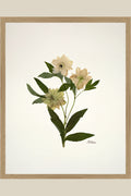 Hellebore Trio on Ivory