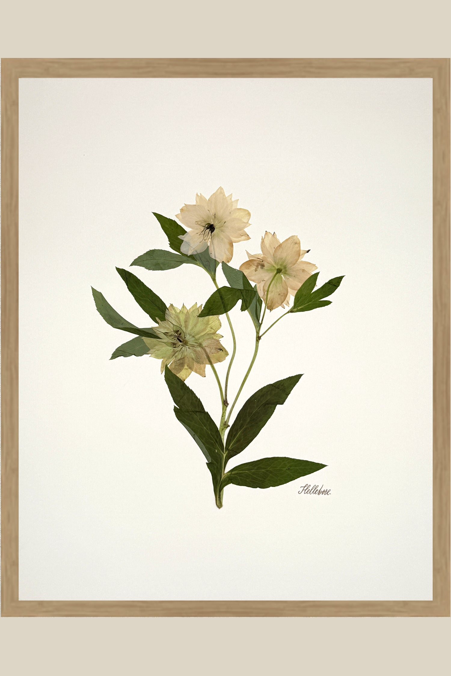 Hellebore Trio on Ivory