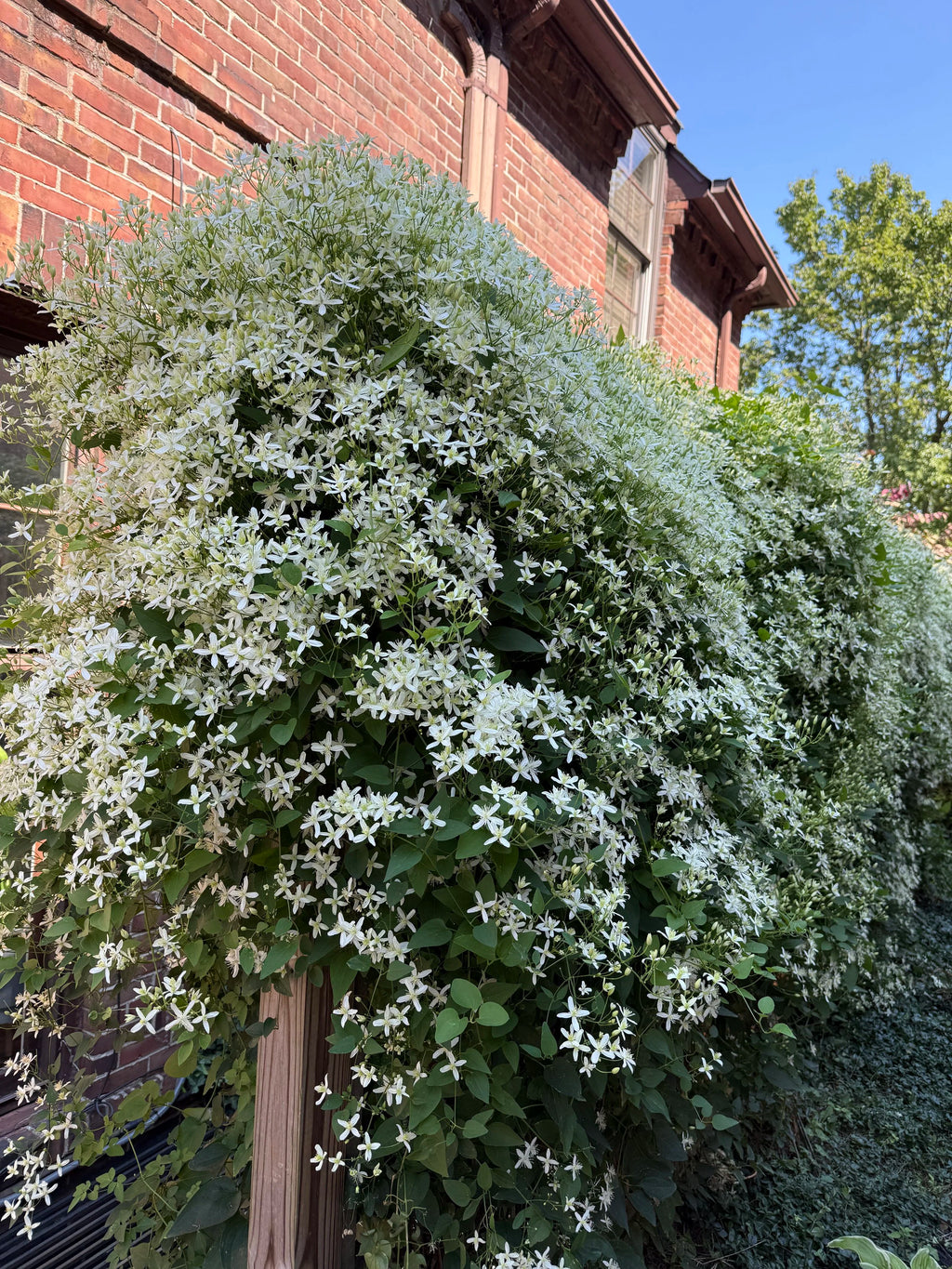 Fall Clematis Blooms Matted + Framed