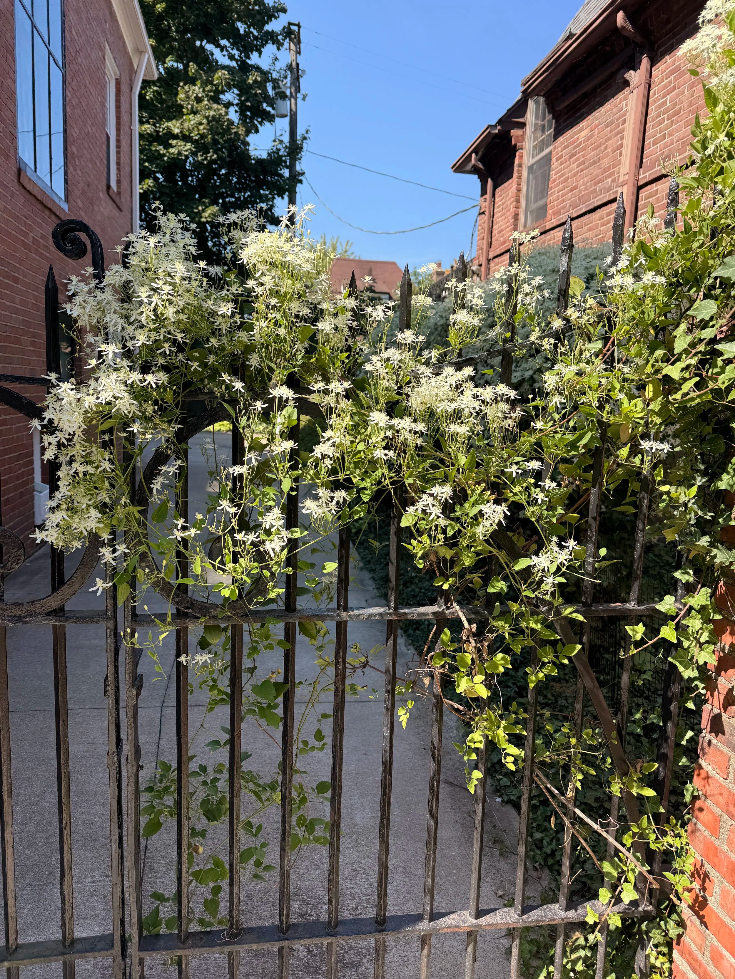 Fall Clematis Blooms Matted + Framed