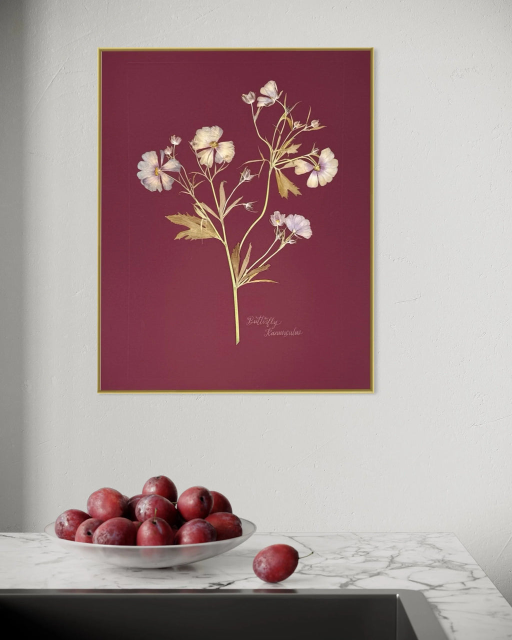 Butterfly Ranunculus on maroon