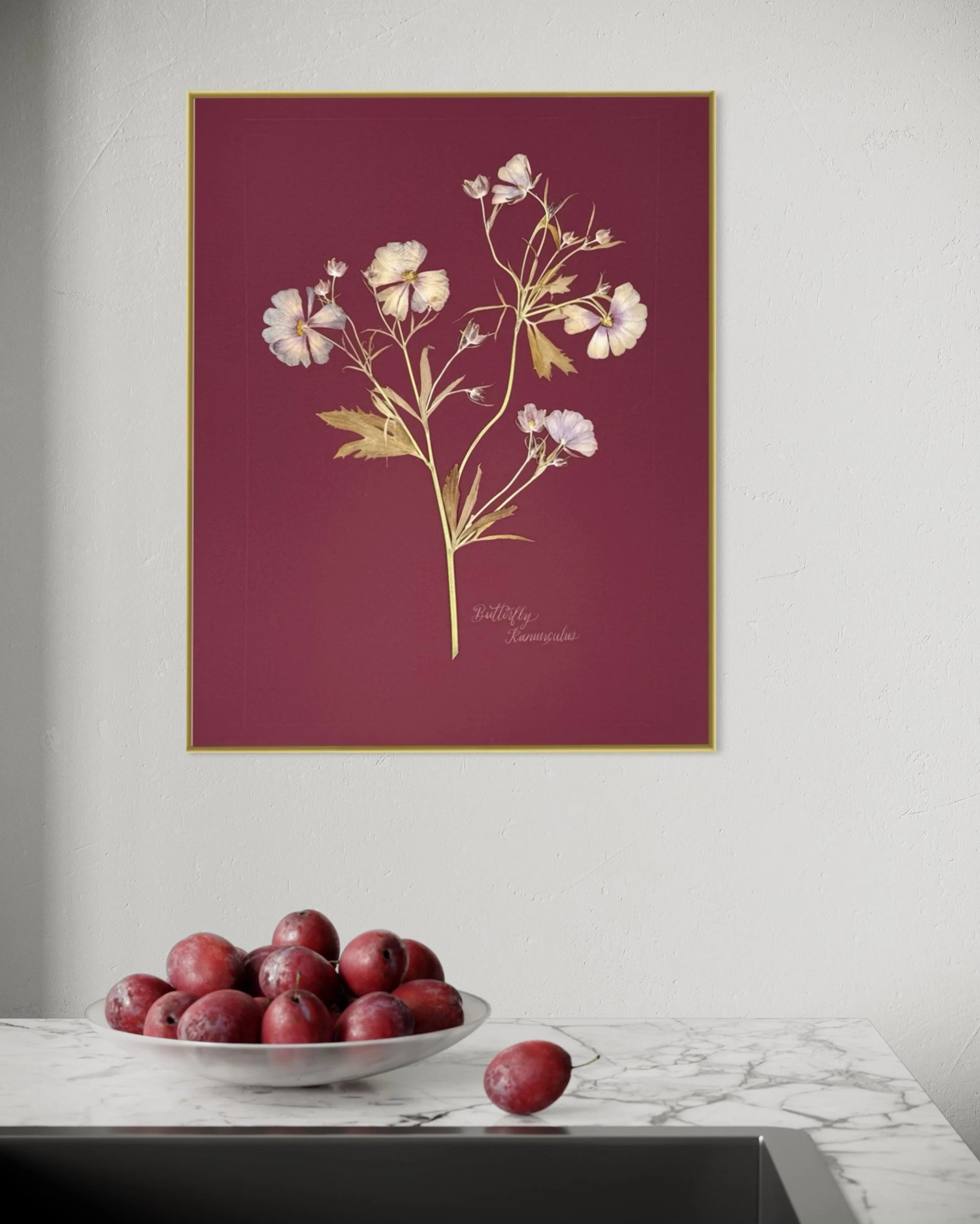 Butterfly Ranunculus on maroon