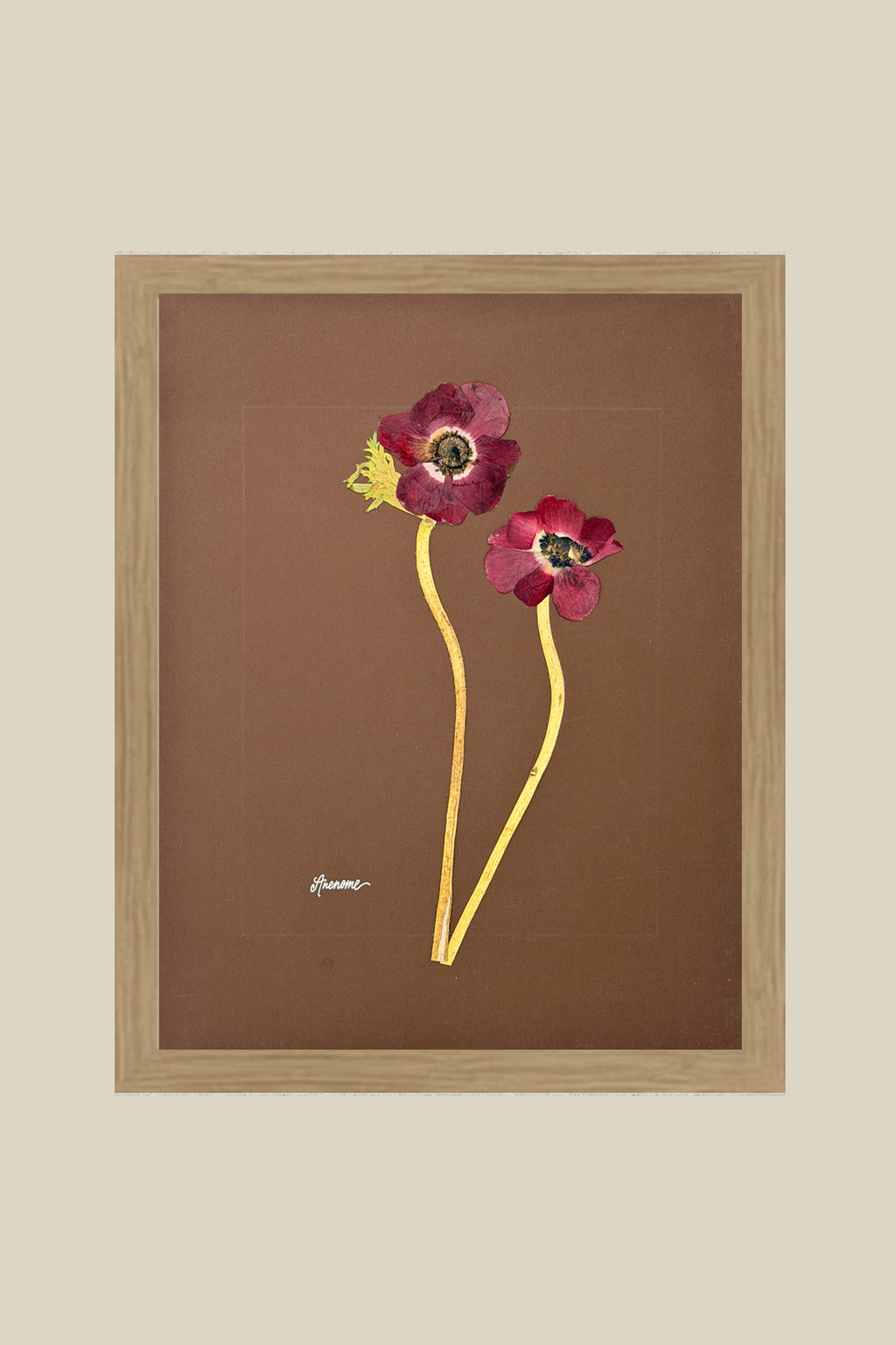 Anenomes on Chocolate