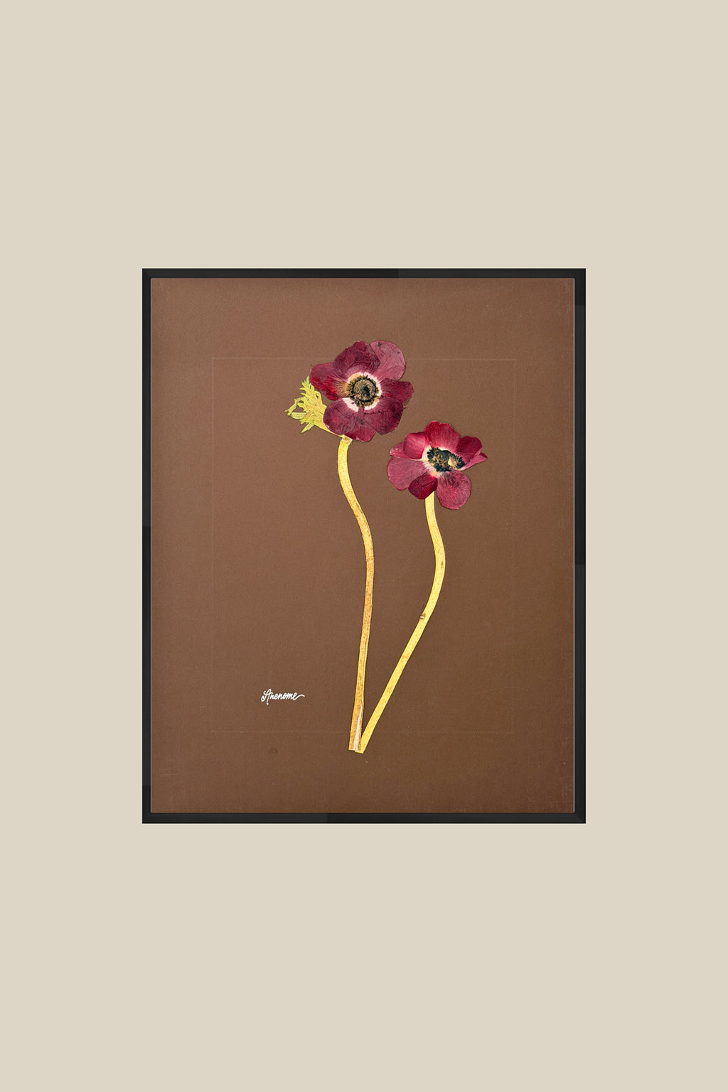 Anenomes on Chocolate