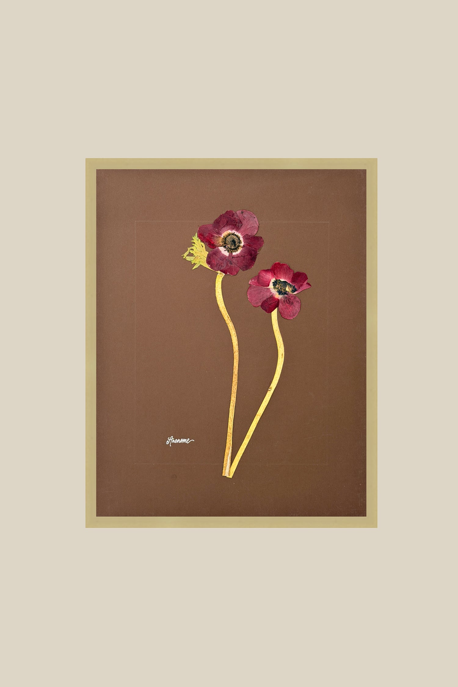 Anenomes on Chocolate
