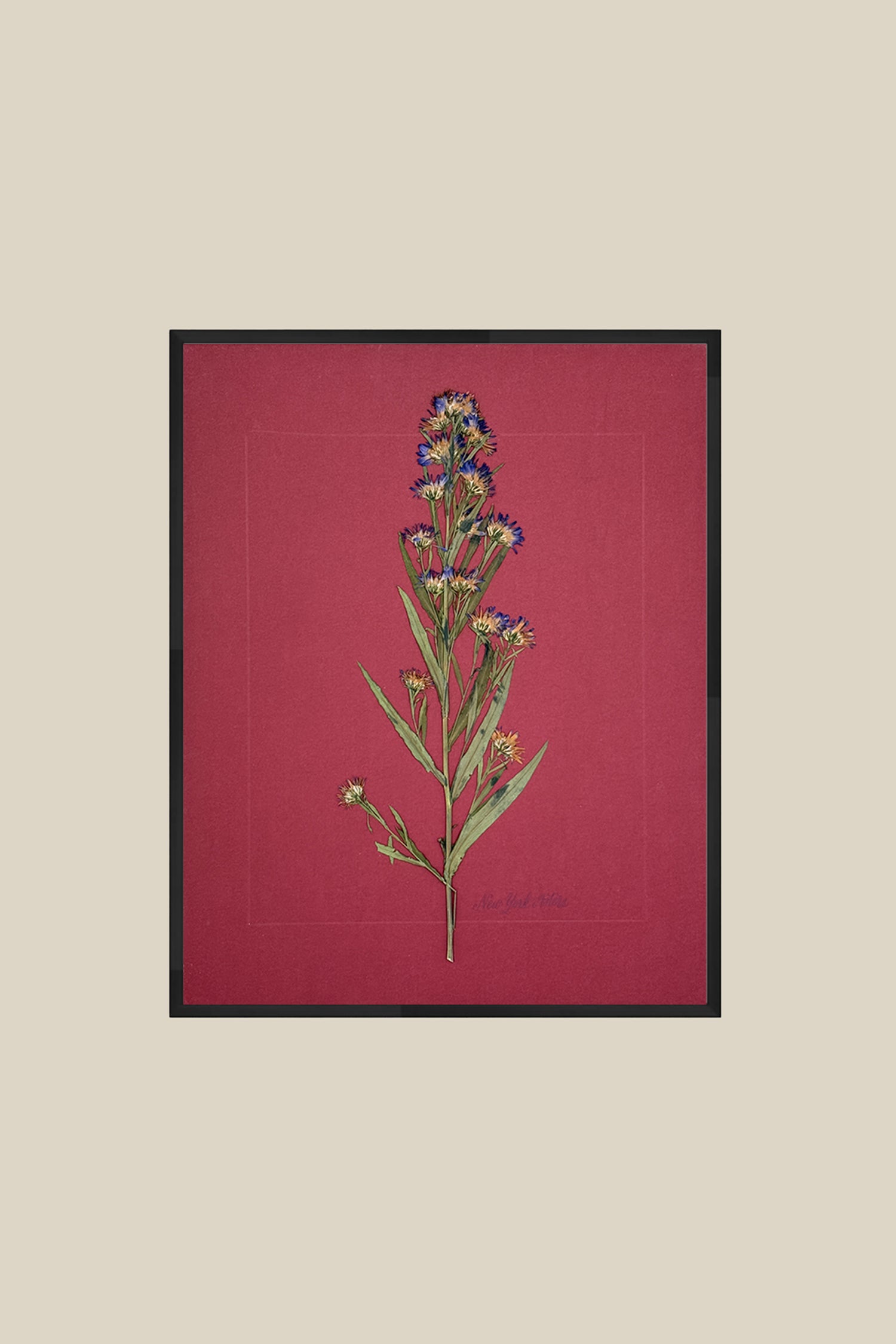 New York Asters on Red