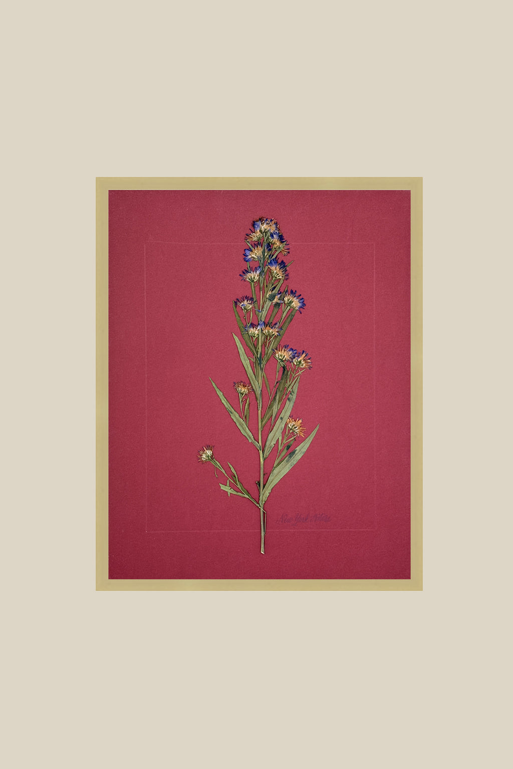 New York Asters on Red