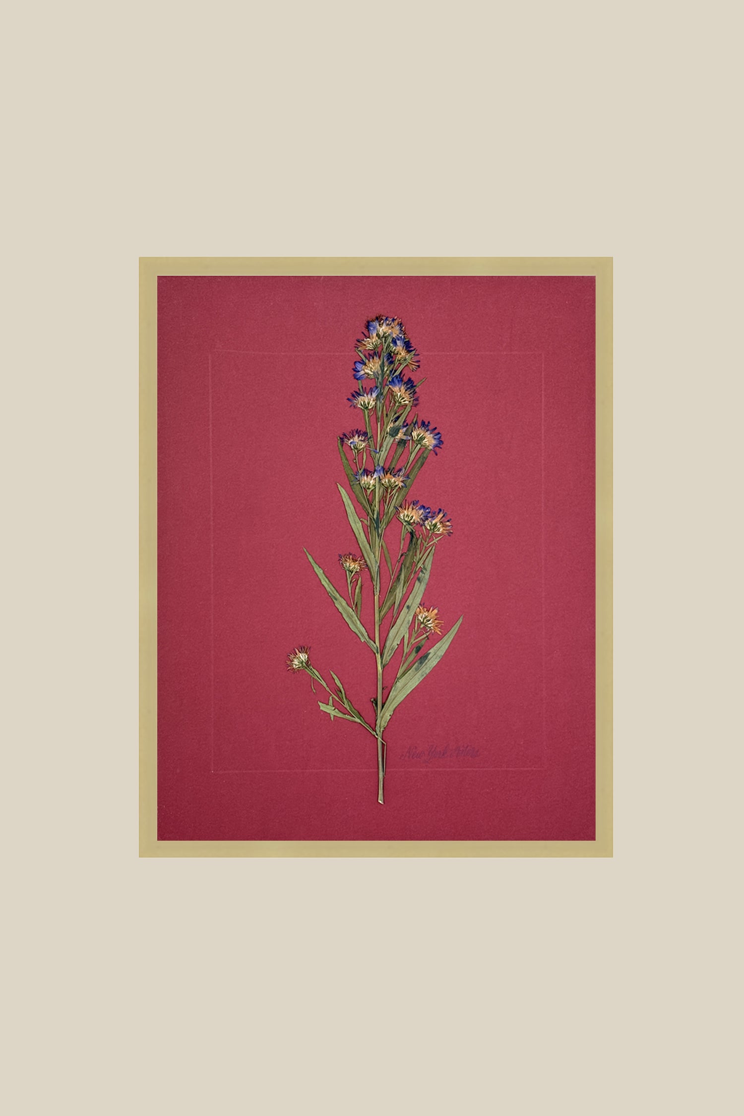 New York Asters on Red