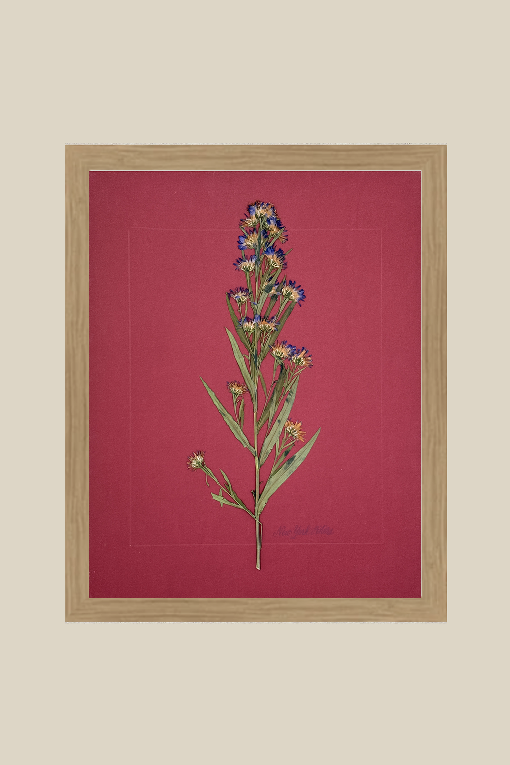 New York Asters on Red