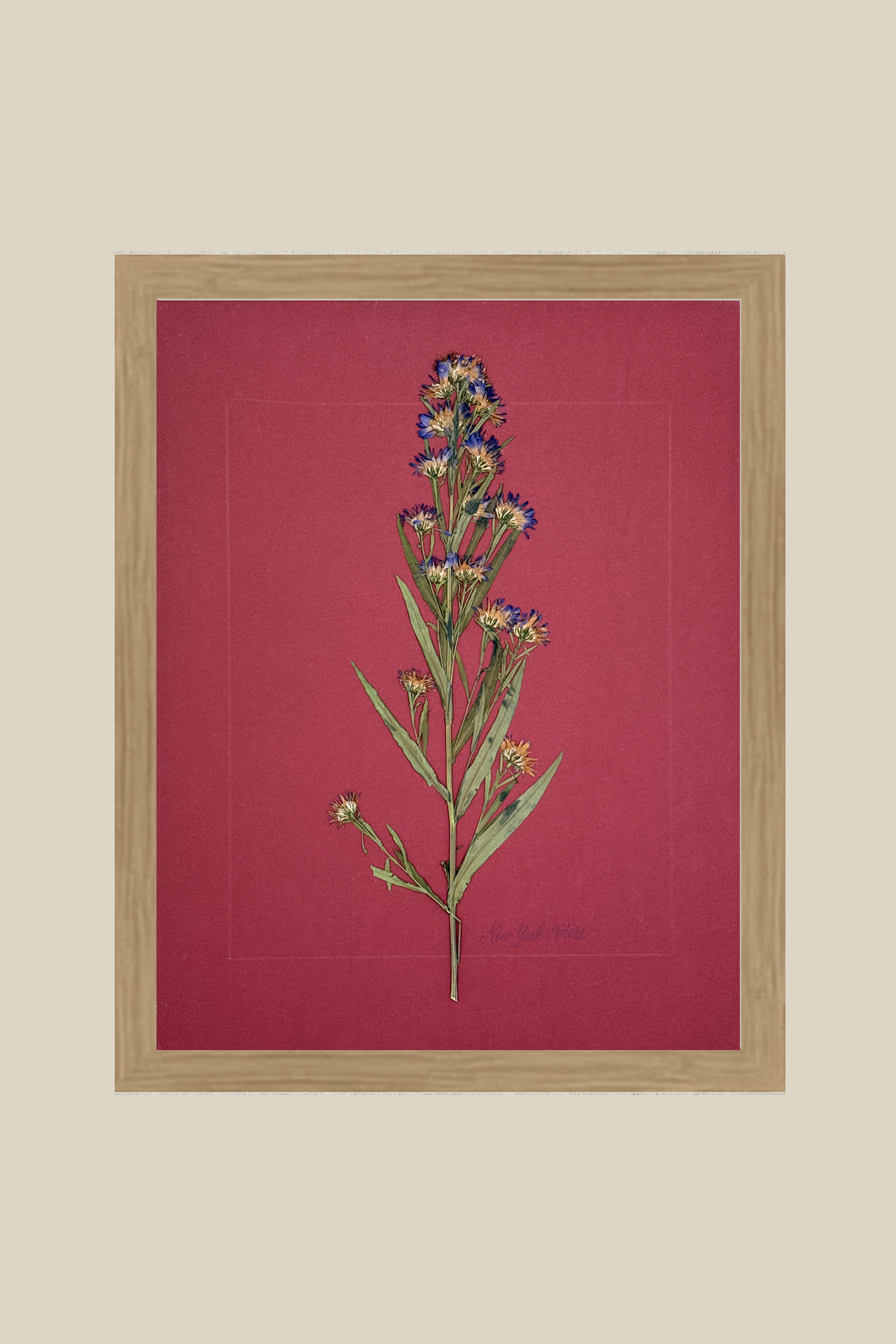 New York Asters on Red
