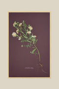 Asters with Roots on Chocolate