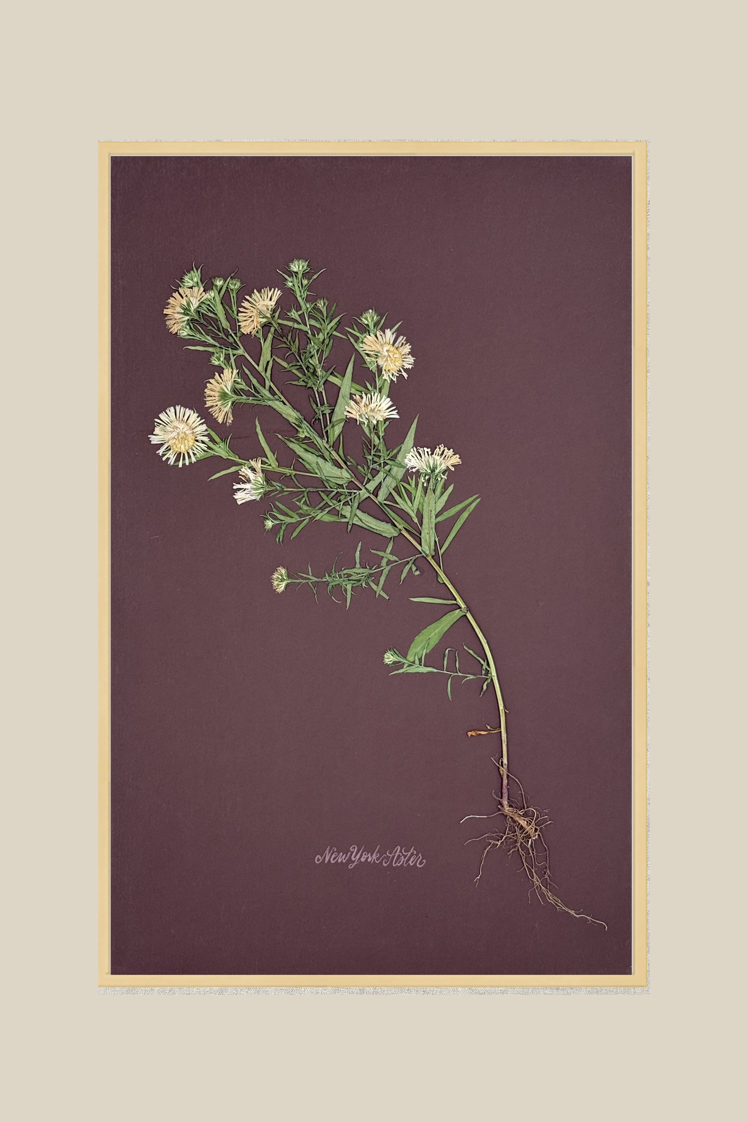 Asters with Roots on Chocolate