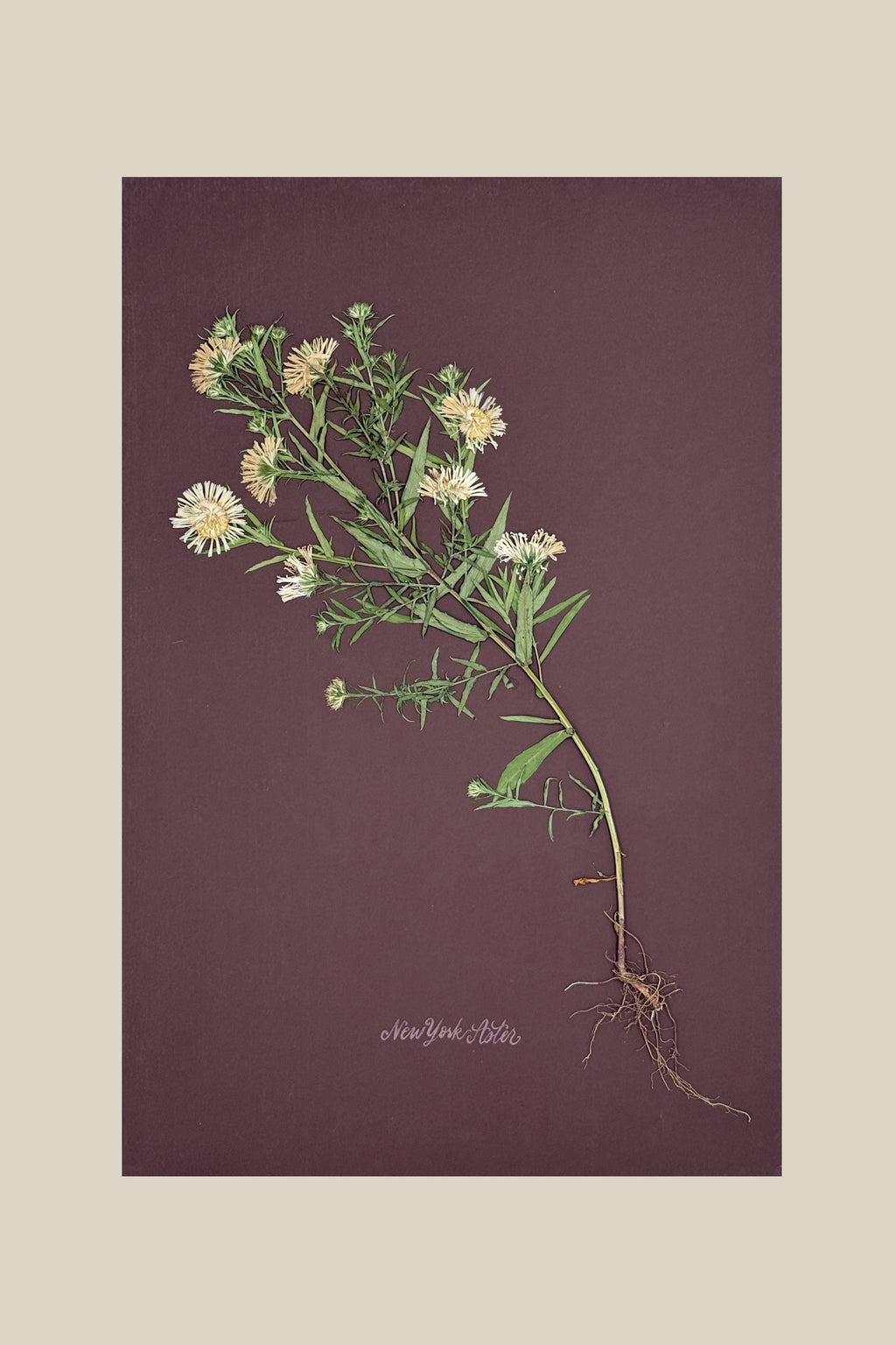 Asters with Roots on Chocolate