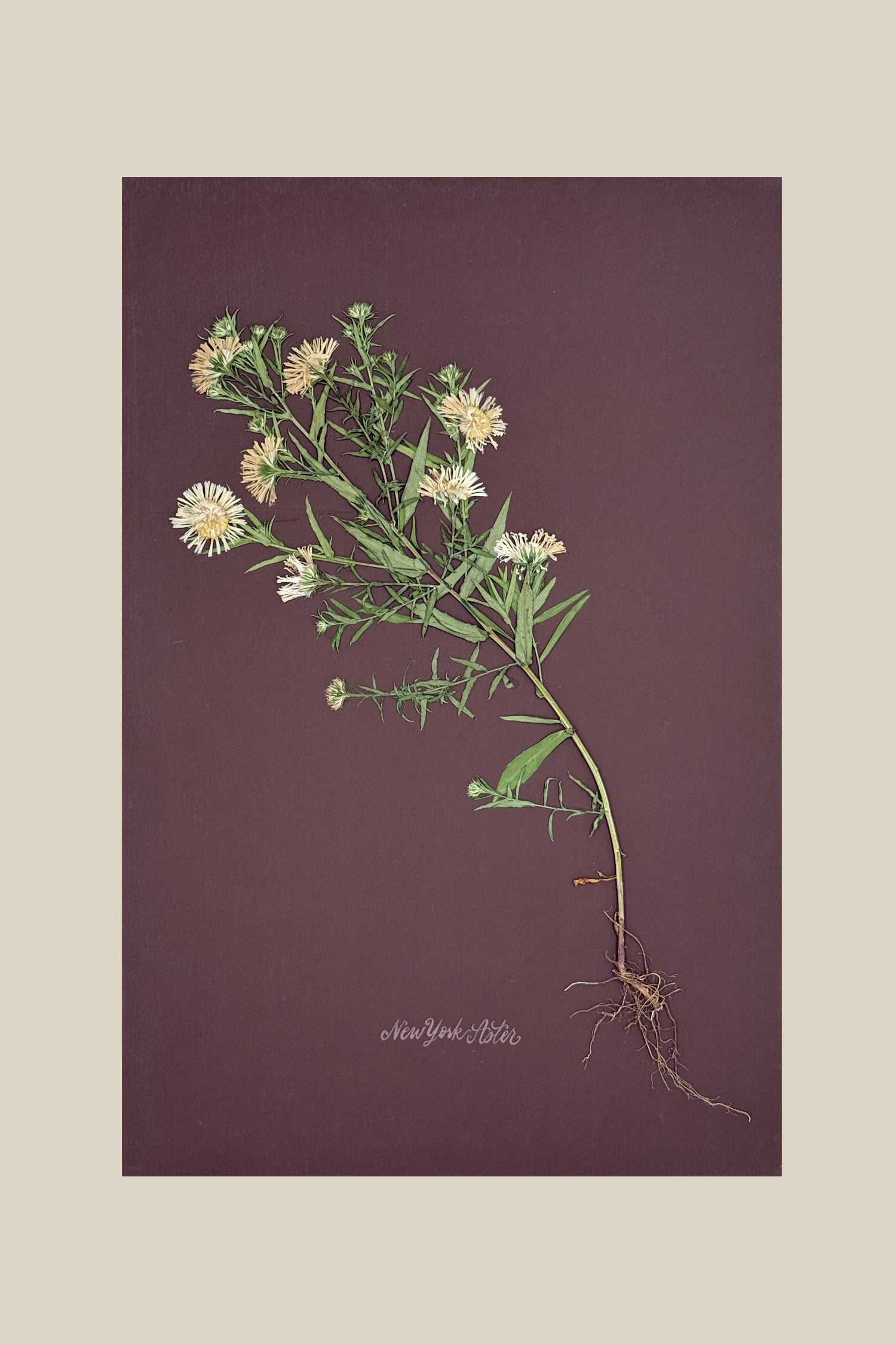 Asters with Roots on Chocolate