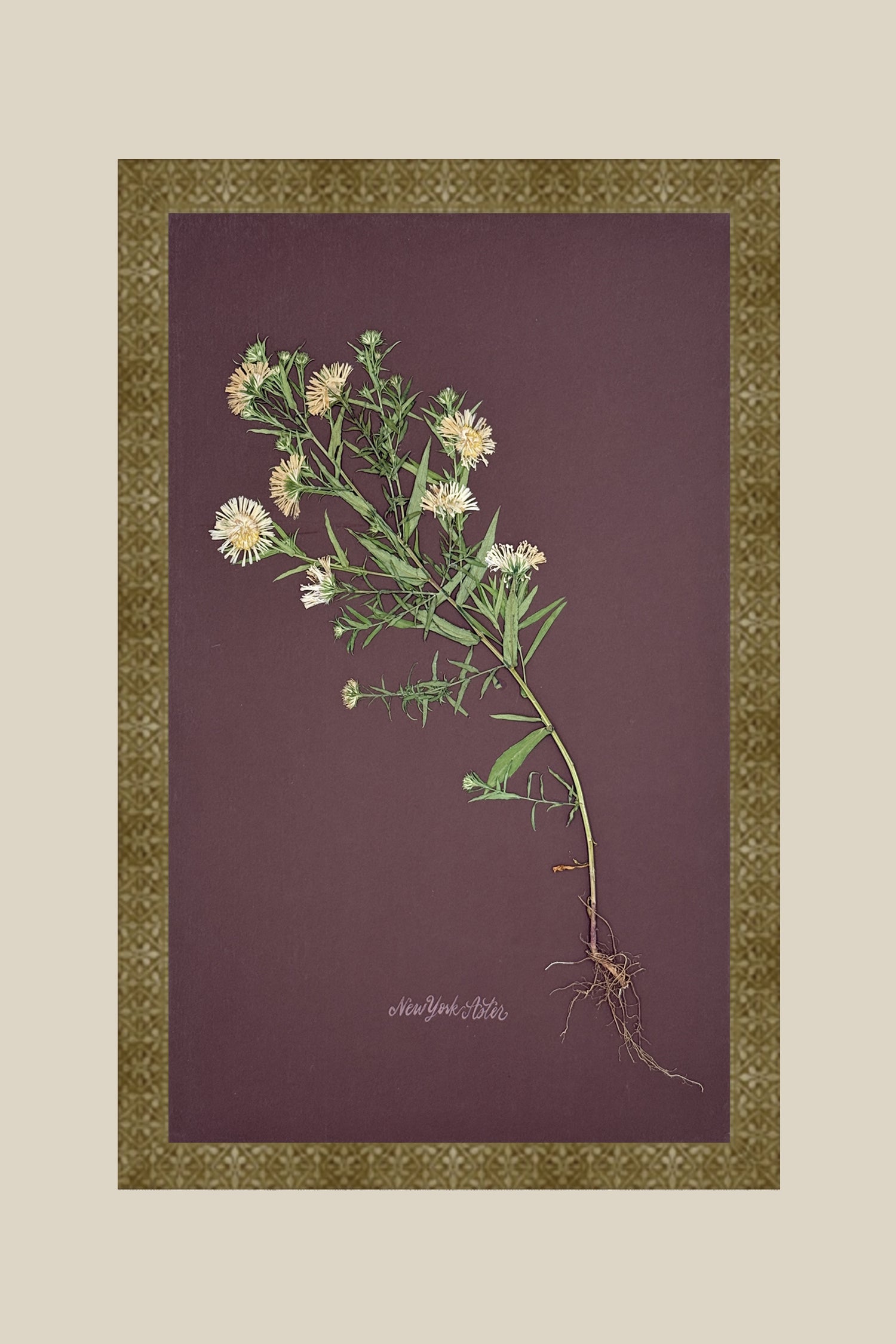 Asters with Roots on Chocolate
