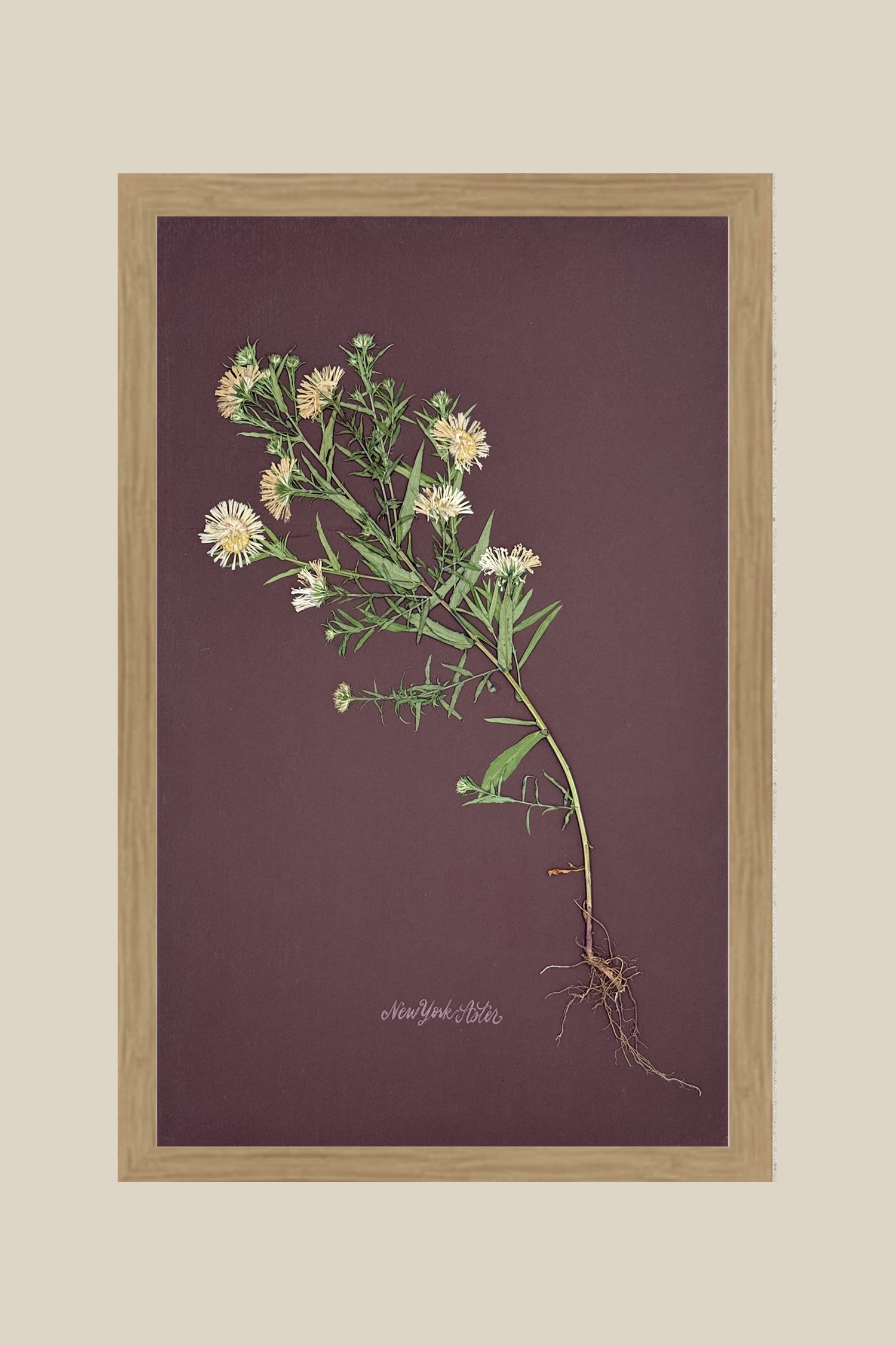 Asters with Roots on Chocolate