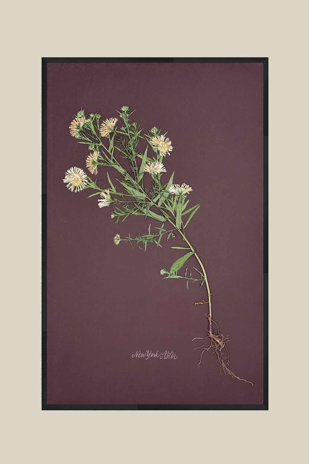 Asters with Roots on Chocolate