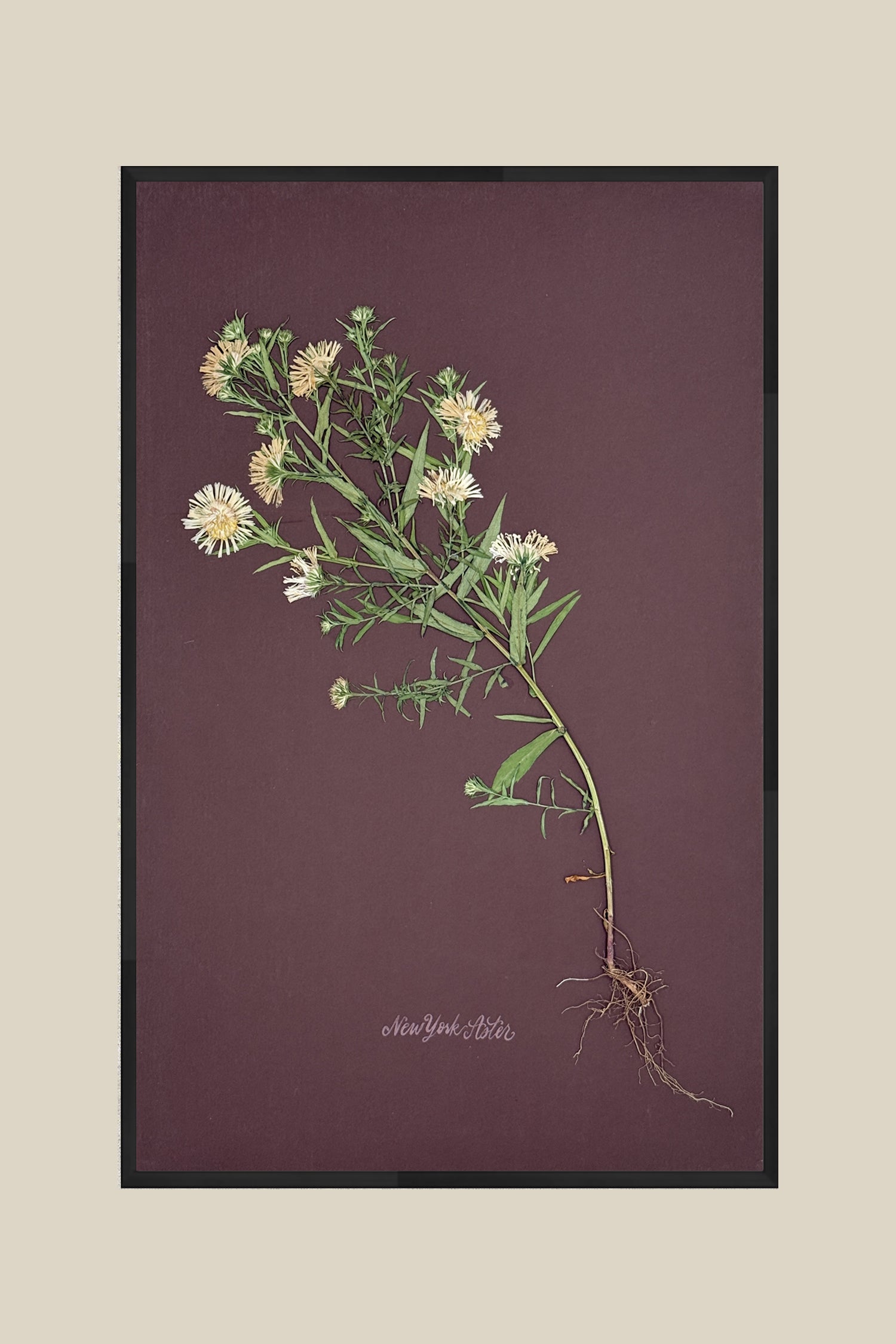 Asters with Roots on Chocolate