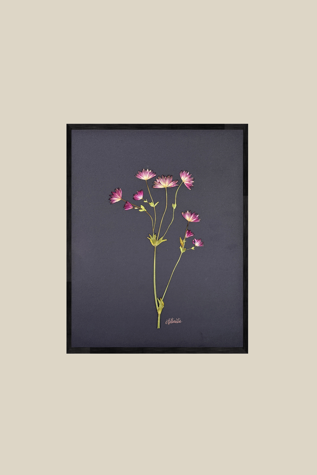 Astrantia on Black