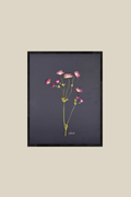Astrantia on Black