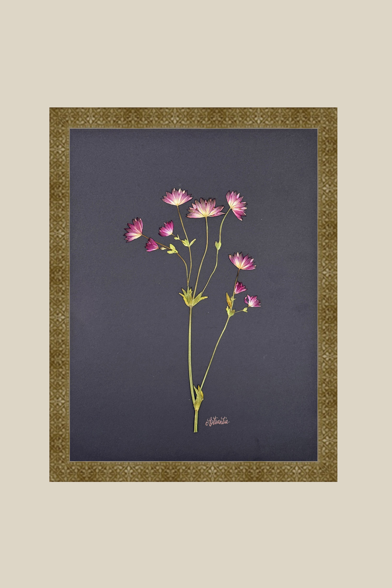 Astrantia on Black