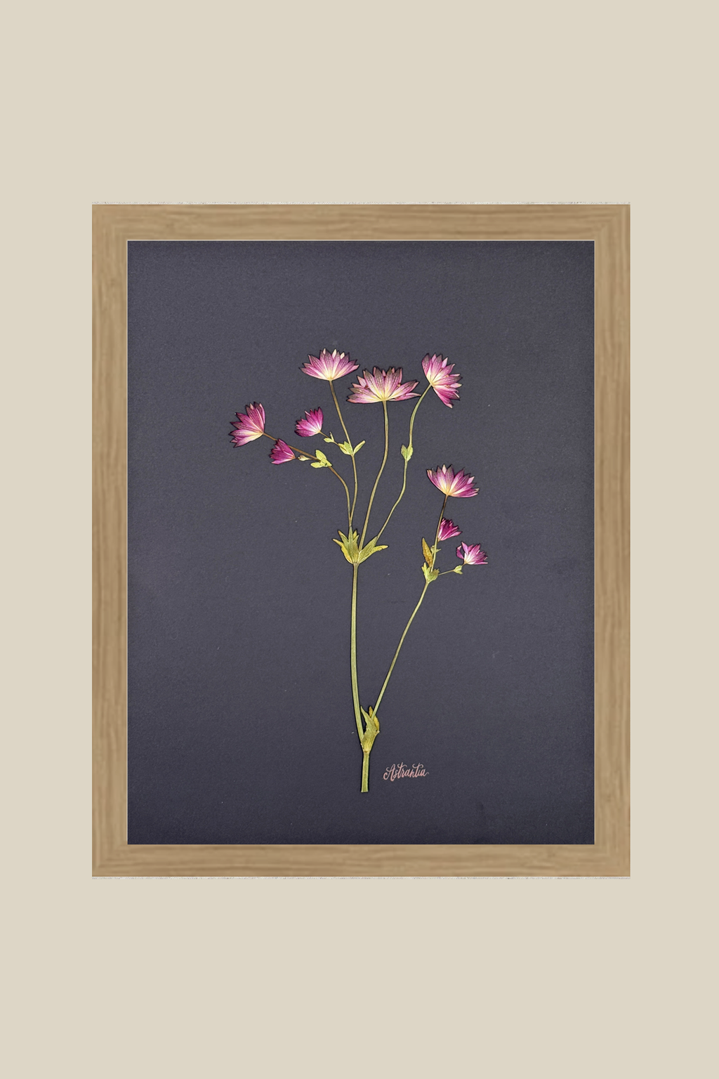 Astrantia on Black