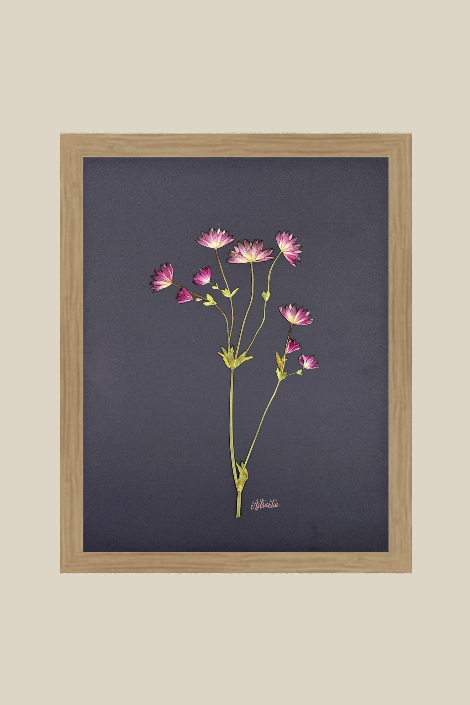 Astrantia on Black