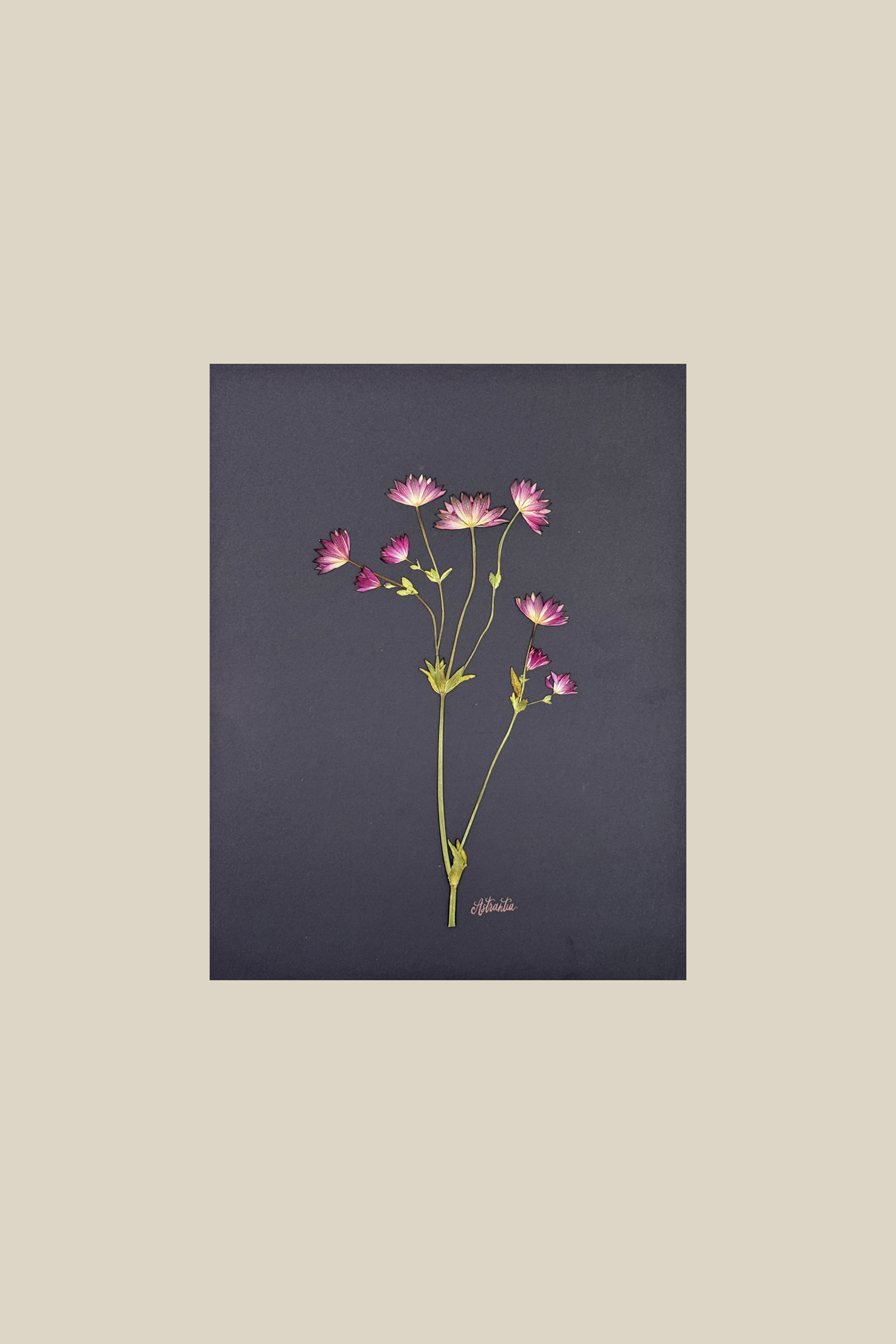 Astrantia on Black