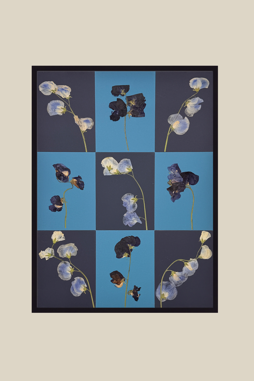 Sweet Pea Checkerboard Blue Study