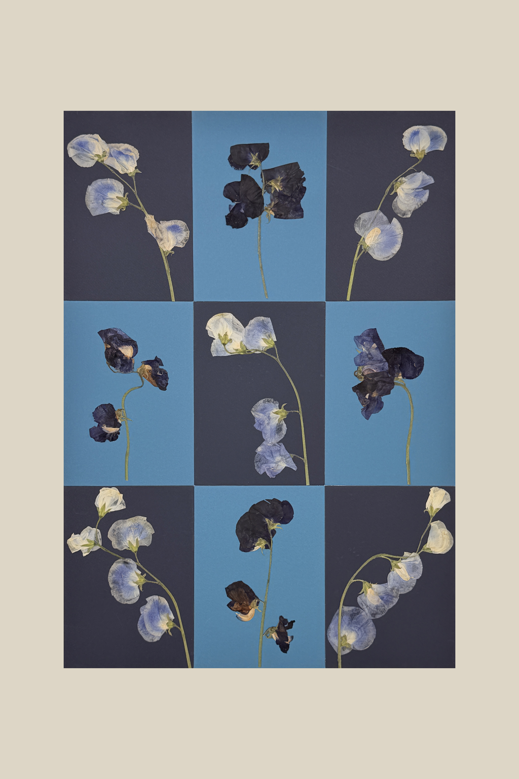 Sweet Pea Checkerboard Blue Study