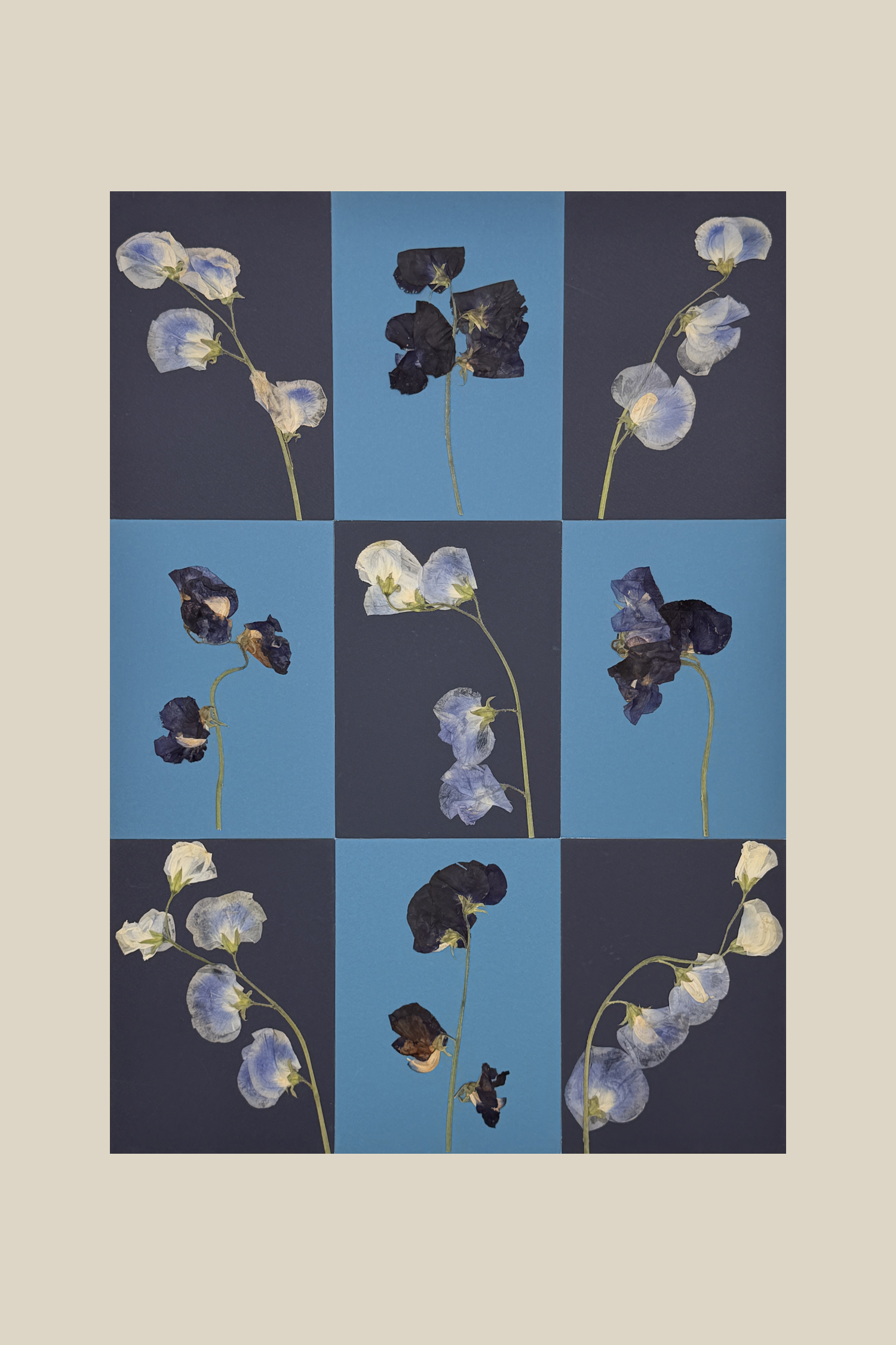 Sweet Pea Checkerboard Blue Study