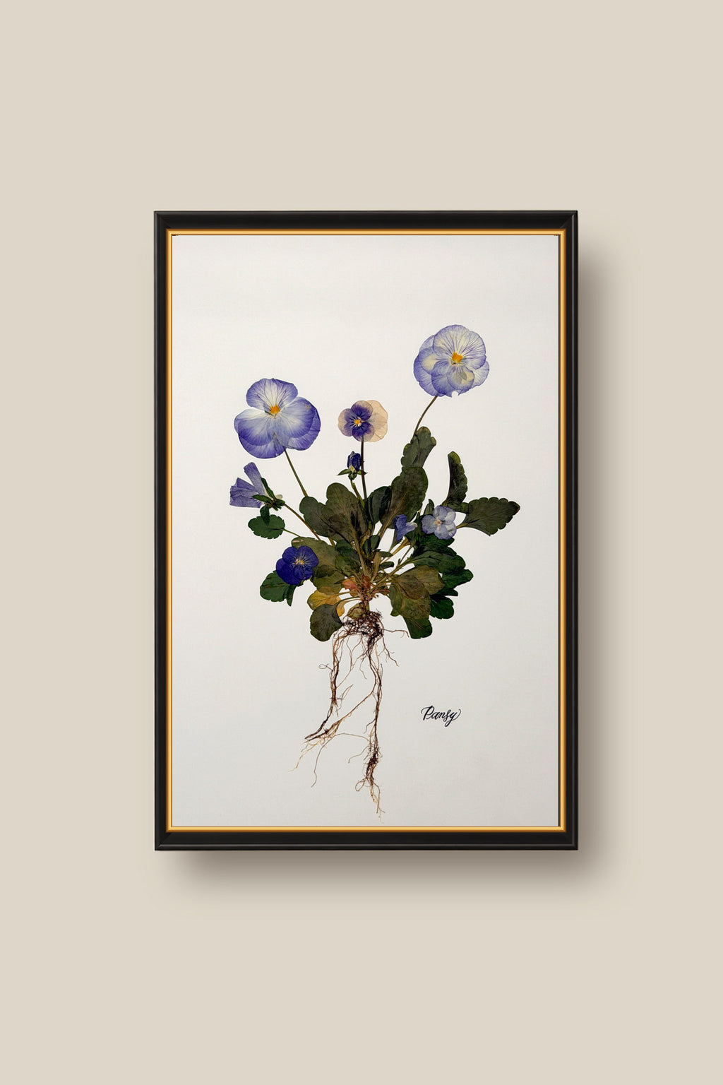 Blue Pansies with roots Framed