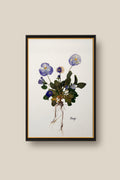 Blue Pansies with roots Framed