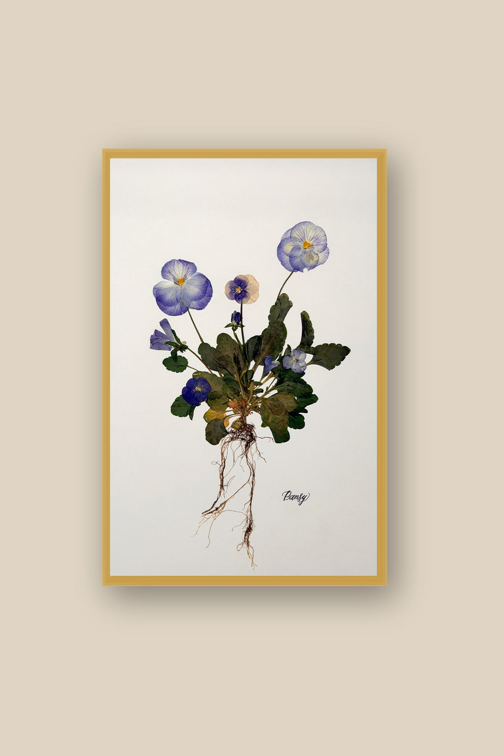 Blue Pansies with roots Framed