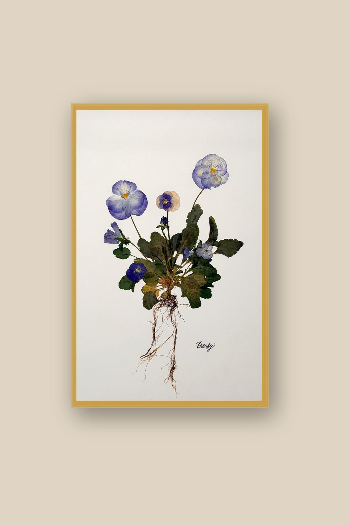 Blue Pansies with roots Framed