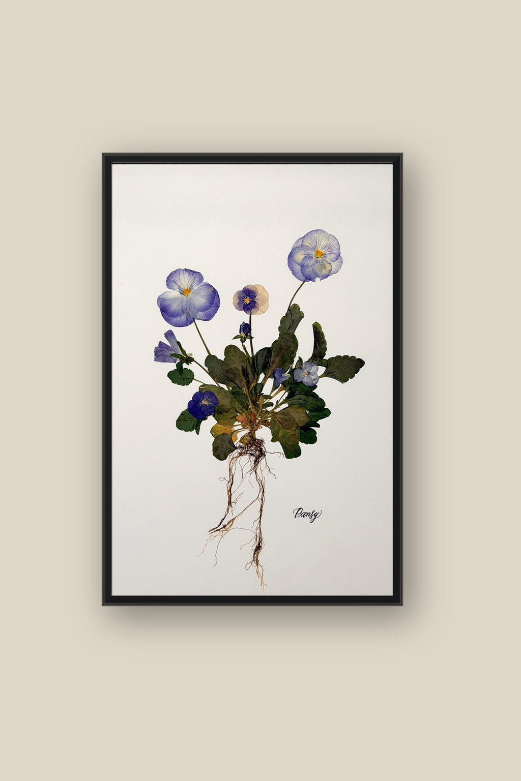 Blue Pansies with roots Framed