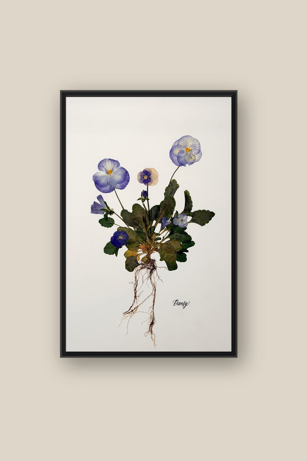Blue Pansies with roots Framed