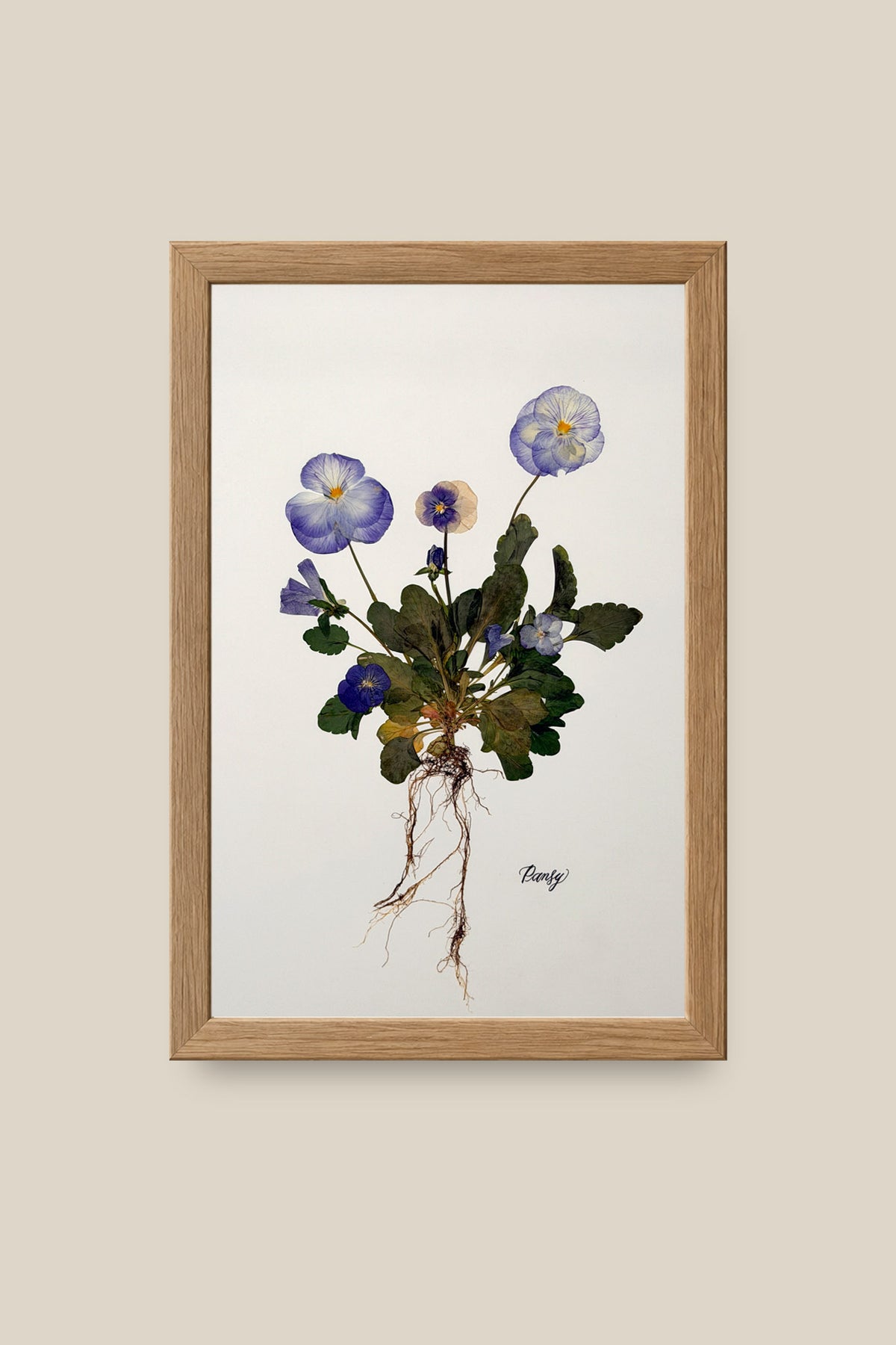 Blue Pansies with roots Framed