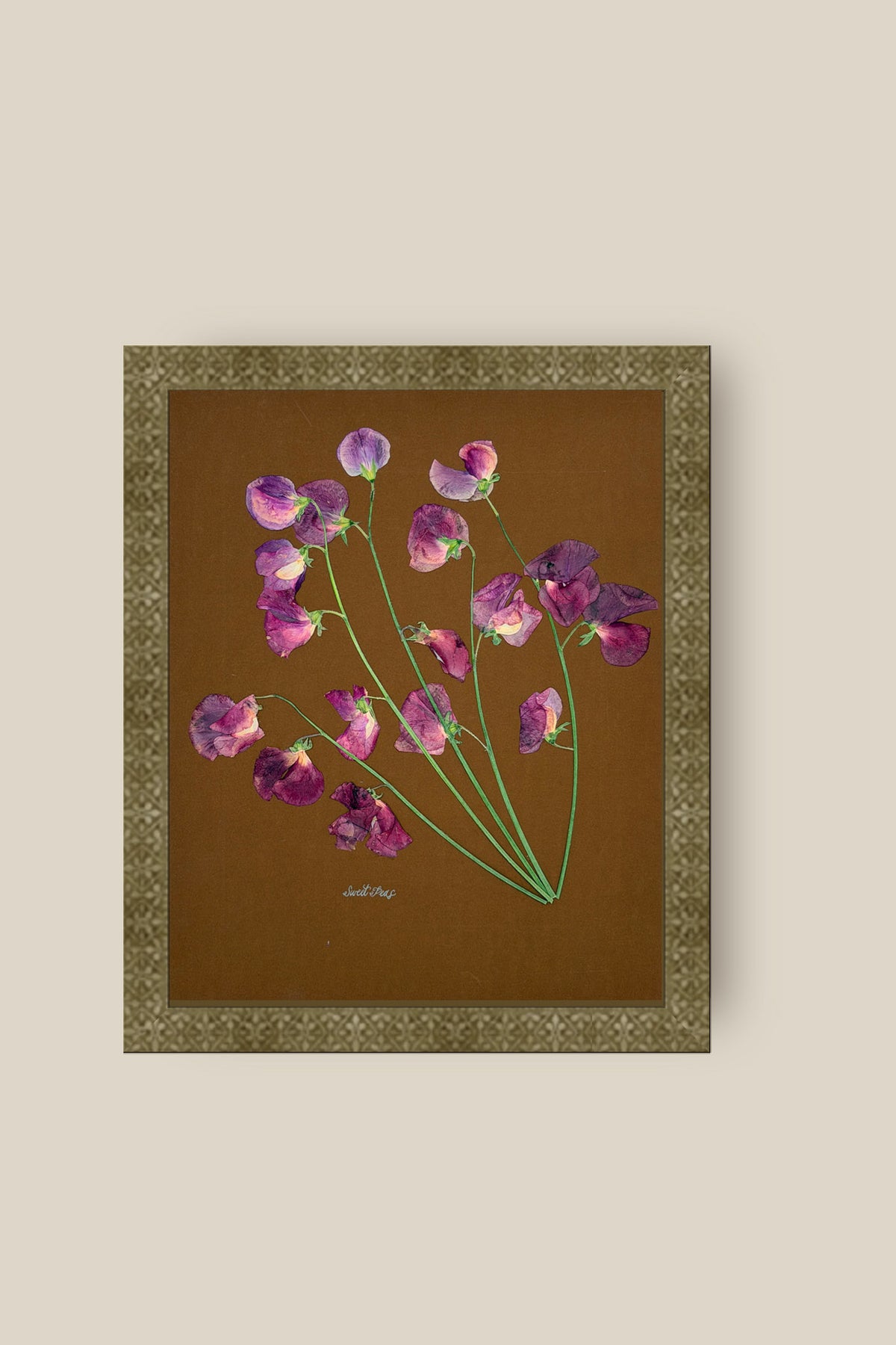 Sweet Peas on Brown Framed