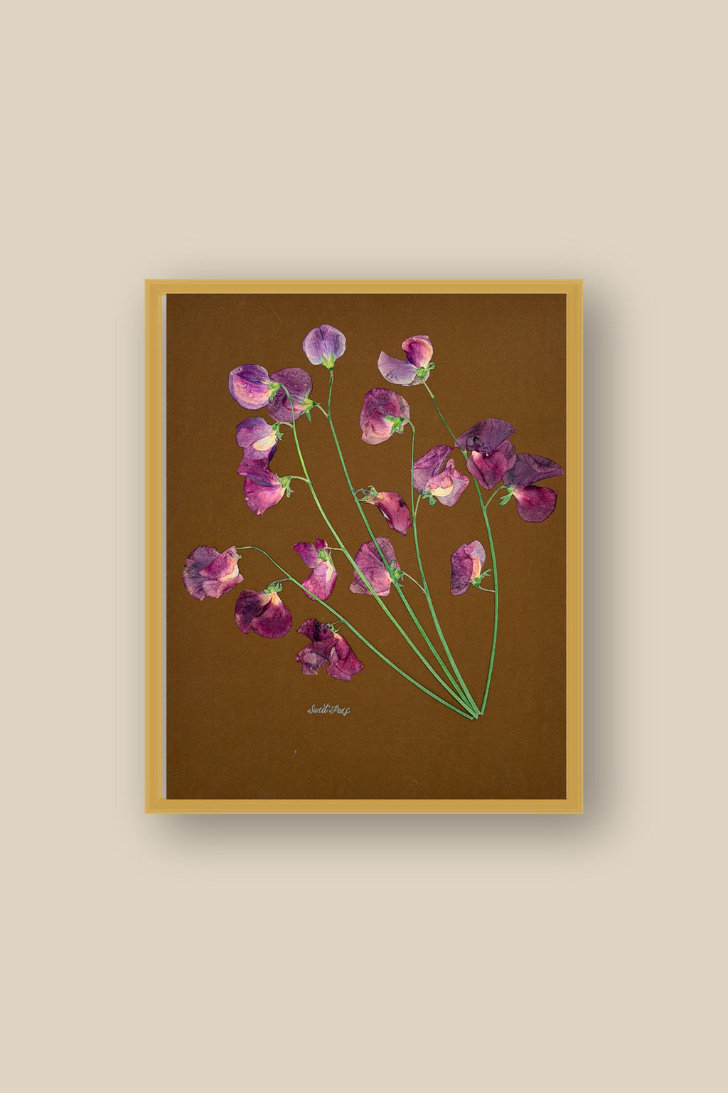 Sweet Peas on Brown Framed