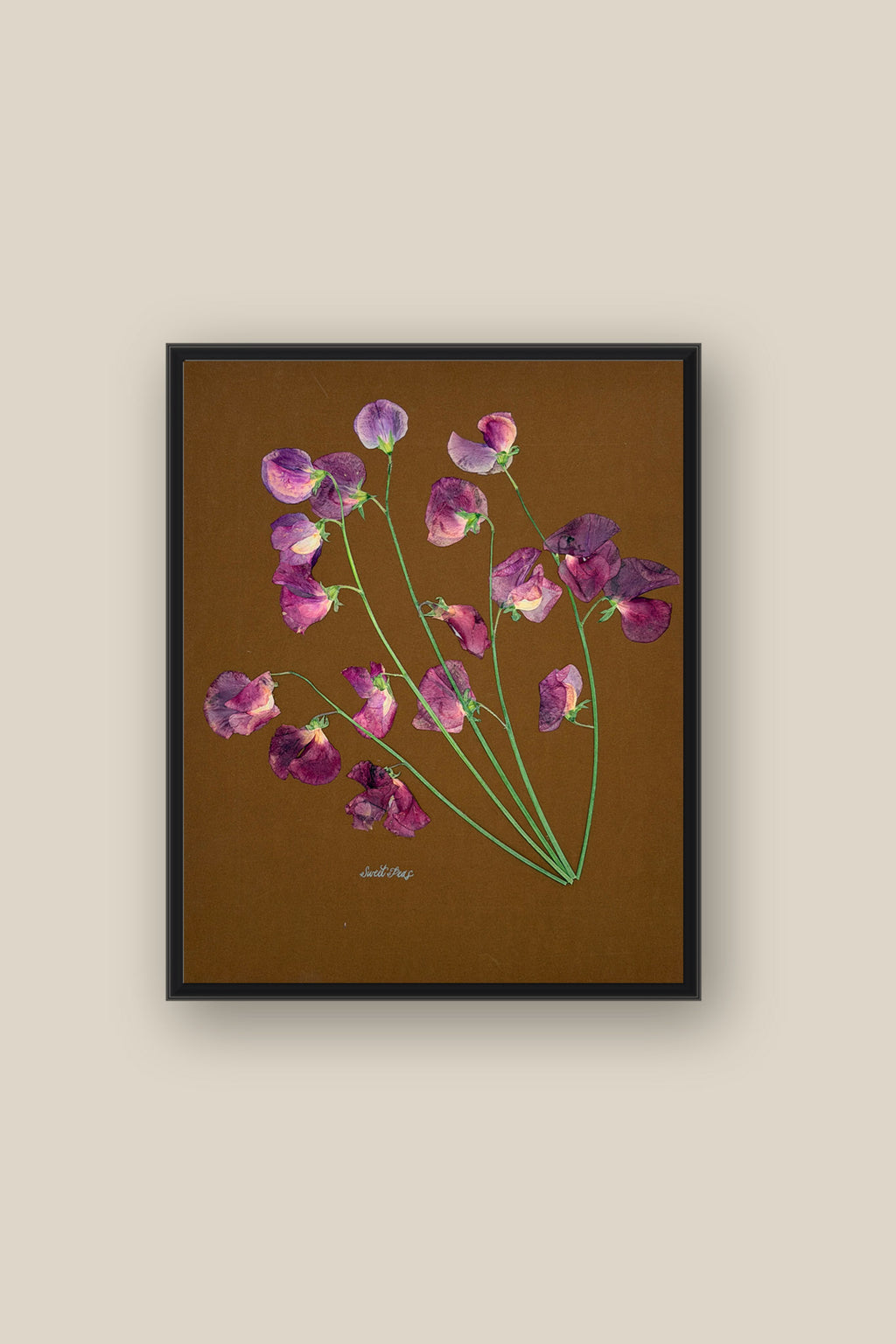 Sweet Peas on Brown Framed