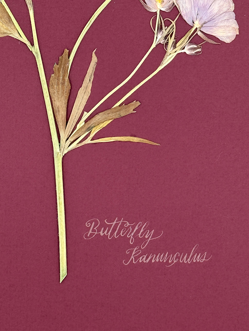Butterfly Ranunculus on maroon